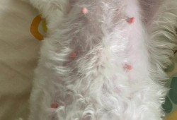 狗狗怀孕六十天还没生,今天吃了两个鸡腿桃子没红肿,狗狗怀孕期间吃什么好消化