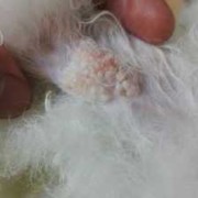 孕期腿表皮疼（狗狗腿今天被门夹了，皮被扯开了，看见肉了，然我该怎么办?很担心狗宝宝）