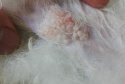 孕期腿表皮疼（狗狗腿今天被门夹了，皮被扯开了，看见肉了，然我该怎么办?很担心狗宝宝）