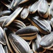 请问孕妇可以吃炒瓜子吗,孕期瓜子能吃吗