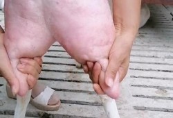 怀孕期间挤奶有影响吗（奶羊怀孕两个后能挤奶吗）