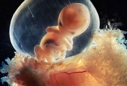 八周的胎儿有多大（八周的胎儿有多大图片）