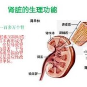 胎儿肾脏（胎儿肾脏发育时间）