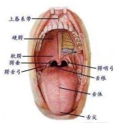 孕期嘴巴淡（闲嘴淡舌是什么意思）