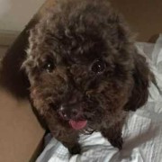 孕期喘气粗（泰迪嗓子里好像有好多痰喘气声音很粗是怎么回）