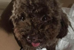 孕期喘气粗（泰迪嗓子里好像有好多痰喘气声音很粗是怎么回）