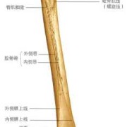 怀孕四个月孩子股骨弯曲成角怎么办呢,胎儿股骨弯曲会变直吗图片