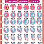 13周胎儿（13周是几个月怎么计算）