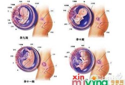 胎儿不发育的症状（胎儿不发育的症状有哪些）