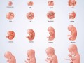 什么叫胚胎,胚胎和胎儿的区别是什么