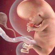 怀孕11周胎儿有多大图片（怀孕11周胎儿有多大图片欣赏）