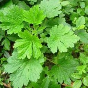 备孕期间能吃益母草吗（备孕期间能吃益母草吗?）