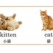 胎儿  英文（kitten和cat有什么区别）