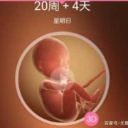 怀孕5个半月胎儿有多重？都发育什么了,五月胎儿发育情况