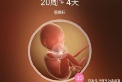 怀孕5个半月胎儿有多重？都发育什么了,五月胎儿发育情况
