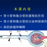 胎儿怎么排泄（毒物的排泄途径有哪些）