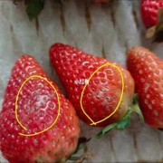 孕期能不能吃草莓（今天买了两斤草莓,吃了一个之后觉得有股消毒水的道,不知道是为什么。能吃吗?影响健康吗）
