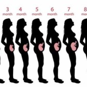 怀孕期间子宫的变化（怀孕期间子宫的变化图）