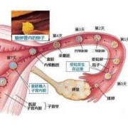 怀孕多久胎儿着床（怀孕多久胎儿着床成功）