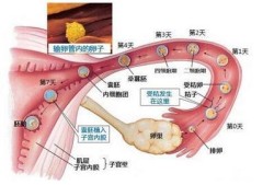 怀孕多久胎儿着床（怀孕多久胎儿着床成功）