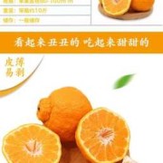 9月份上市的丑橘能吃吗,孕期吃丑橘的功效与作用