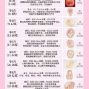 怎么计算孕期（怎么计算孕期周数）