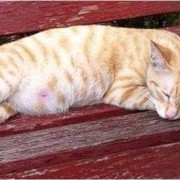 猫咪怀孕不显肚子正常吗,孕期不显肚子的穿搭