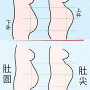 胎儿是圆的（胎儿是圆的是男的还是女的）