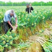 孕期吃大葱（大葱种植时间是什么，如何种植大葱）