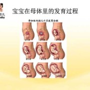 受精卵发育成胎儿过程（受精卵发育成胎儿过程图）