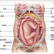 胎儿在下腹动表示什么（胎儿在下腹动表示什么）