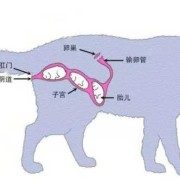 胎儿发育过程图片（猫胎儿发育过程）