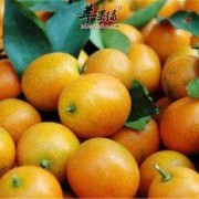 孕妇吃金桔对胎儿好吗（孕妇吃金桔对胎儿好吗）