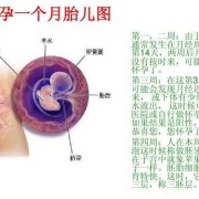 胎儿成长周期（胎儿成长周期图）