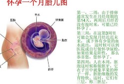 胎儿成长周期（胎儿成长周期图）