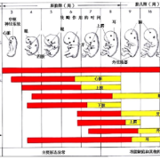 胎儿期保健（胎儿期保健的重点）