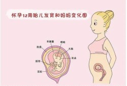 孕12周宝宝在肚子哪个位置,孕初期胎儿在肚脐什么位置