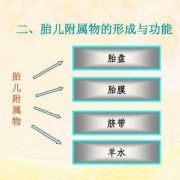 胎儿附属物包括（产力包括什么）