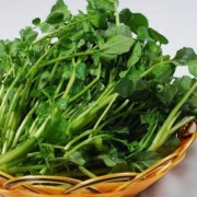 西洋菜吃多了好吗,孕期可以吃西洋菜吗?