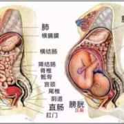孕期胃部大（孕妇胃部大怎么回事）