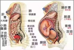 孕期胃部大（孕妇胃部大怎么回事）