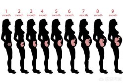 怀孕六十天胎儿有多大（怀孕60天感觉肚子大了是正常的么？按时做好检查，胎儿长大了吗）