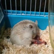 仓鼠生宝宝后老踢宝宝怎么办,胎儿总踢膀胱