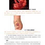 胎儿发育的过程（佛经描述胎儿发育的过程）