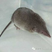 老鼠的怀孕期是多少天（老鼠的怀孕期是多少天啊）