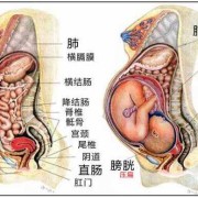 胎儿部分脏器结构显示不清是有问题还是没问题,胎儿异常的原因有哪些