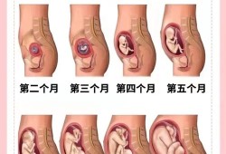 37周胎儿腿短是畸形吗（医生说胎儿腿短是暗示）