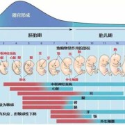 胎儿神经管发育时间（胎儿的神经管发育是什么时候）