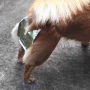 母狗怀孕几个月,狗的孕期多久生产
