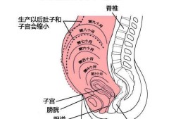 孕期子宫位置（孕期子宫位置变化）